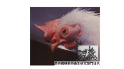 香川鳥インフル、低いヒト感染危険性