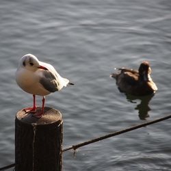 新型インフルウイルス出現のメカニズム
