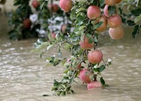 台風19号の農水被害1千億円超　38都府県で集計