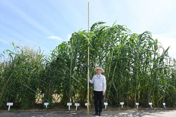 トヨタ、バイオ燃料研究所を公開＝非食用の植物由来―福島県大熊町