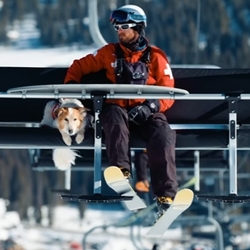 なぜ警察犬がいて消防犬がいないのか？