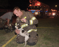 火災における犬と猫の救急医療判断と治療