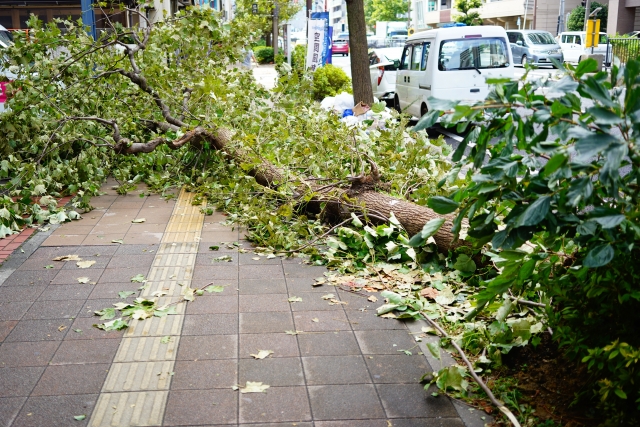 太平洋戦争下の全国の障害児学校―被害と翼賛 | 清水 寛 |本