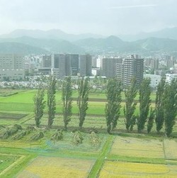 ポプラ並木を倒した台風――9月の気象災害――