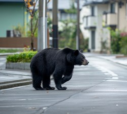 企業向けクマ対策マニュアル｜出没時に備えた4段階タイムライン例