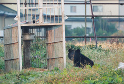 冬眠明けか、クマ出没相次ぐ＝例年より早い「注意報」も―自治体が注意呼び掛け