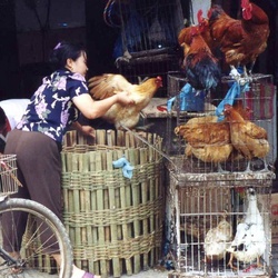 外務省、中国鳥インフル注意呼びかけ