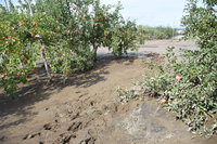 リンゴを落とす台風―9月の気象災害―
