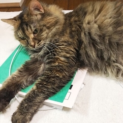 「災」の年、愛猫が亡くなりました