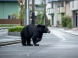 企業向け「クマ対策タイムライン」を作成