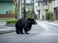 企業向けクマ対策マニュアル｜出没時に備えた4段階タイムライン例