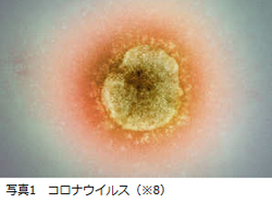 新種コロナウイルスの感染拡大と各国の対応（損保ジャパン日本興亜RMレポートより）