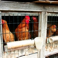 世界の鳥類に拡大　人への感染に警戒