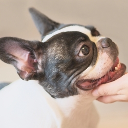 ペット同伴避難拒否とその法的課題