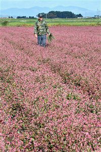 「あおもり藍」エキスに抗インフル効果／感染性失わせる強い阻害作用／弘前大研究グループが特許出願