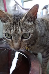 猫の間でも新型コロナ感染、東大など研究発表、厚労省も過度な接触控えるよう呼びかけ